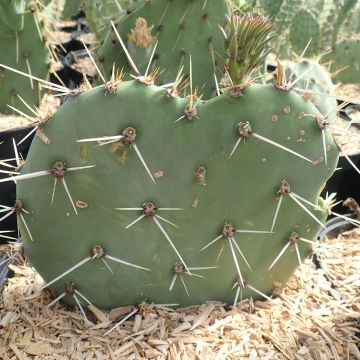 Opuntia discata - Feigenkaktus