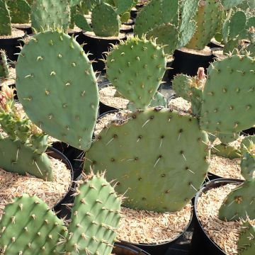 Opuntia engelmannii Belen - Feigenkaktus