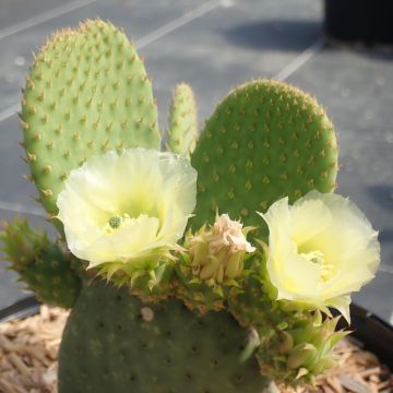 Opuntia microdasys Caress - Feigenkaktus