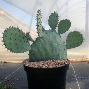 Opuntia sanguinicola - Feigenkaktus