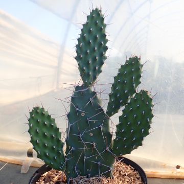 Opuntia sulfurea White - Feigenkaktus