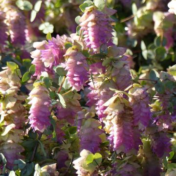 Rundblättriger Dost Kent Beauty - Origanum rotundifolium