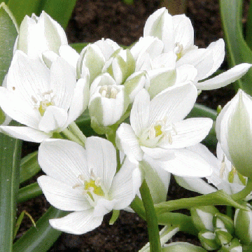 Ornithogalum balansae - Zapfenkopf