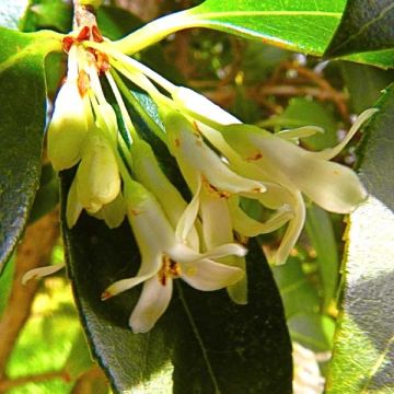 Frühlings-Duftblüte - Osmanthus burkwoodii