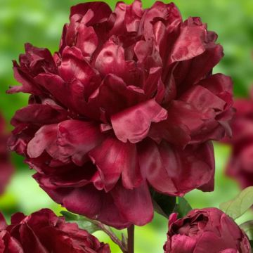 Paeonia lactiflora Françoise Ortegat - Edel-Pfingstrosen