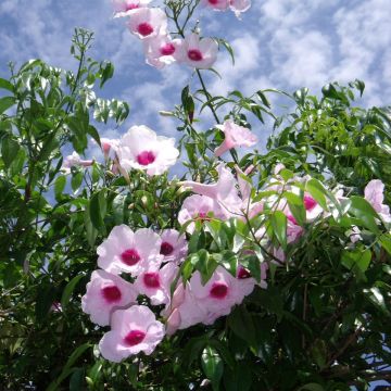 Pandorea jasminoïdes Rosea - Pandoree