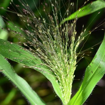 Panicum elegans Sprinkles (Samen) - Hirse