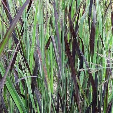 Panicum virgatum Blue Darkness - Ruten-Hirse