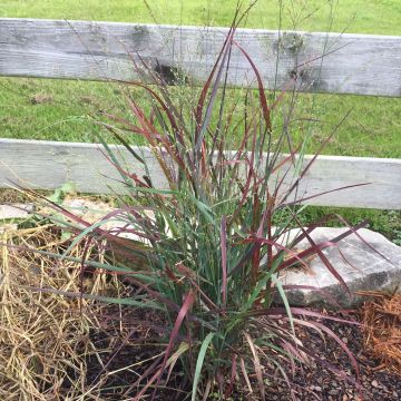 Panicum virgatum Hot Rod - Ruten-Hirse