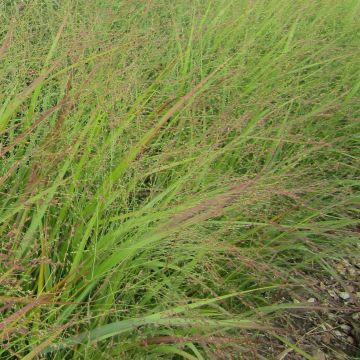 Panicum virgatum Rehbraun - Ruten-Hirse