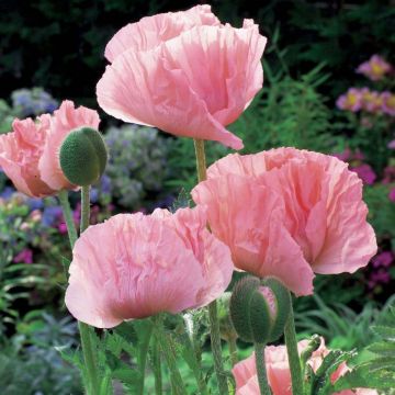 Pavot d'Orient Helen Elisabeth - Papaver orientale