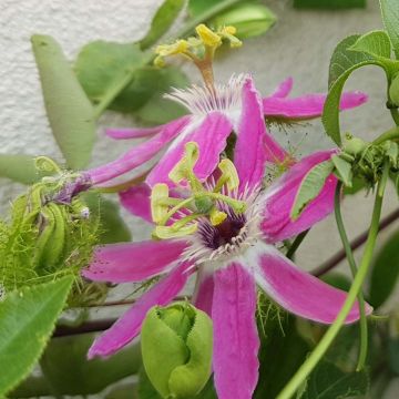 Passionsblume Aurora - Passiflora