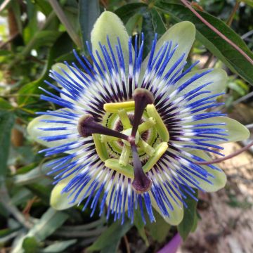 Blaue Passionsblume - Passiflora caerulea