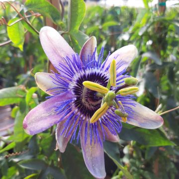 Passionsblume Lady Betty Myles Young - Passiflora