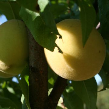 Pfirsich Vigne blanche Bio - Prunus persica