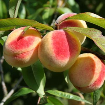 Pfirsich Bénédicte - Prunus persica