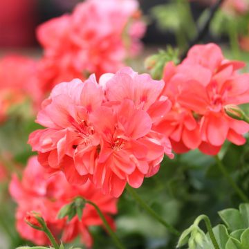 Hängegeranie Double Apricot Salmon Orange - Pelargonium