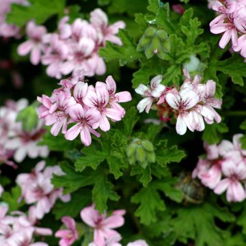 Pelargonium - Géranium parfumé graveolens