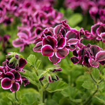 Duftende Pelargonie Mosquitaway Megan - Pelargonium