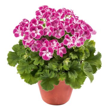 Großblütige Pelargonie Pinkerbell - Pelargonium