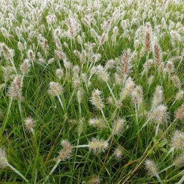 Pennisetum alopecuroides Little Bunny - Herbe aux écouvillons