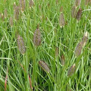 Lampenputzergras Red Bunny Tail - Pennisetum massaicum