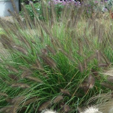 Lampenputzergras Moudry - Pennisetum alopecuroïdes