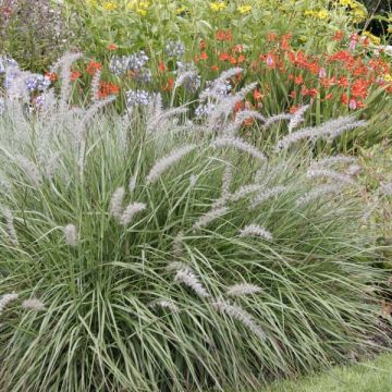 Orientalisches Lampenputzergras - Pennisetum orientale