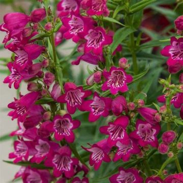 Penstemon Harlequin Magenta - Bartfaden