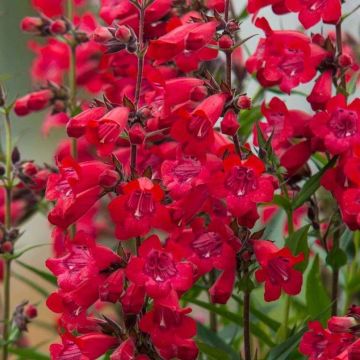 Penstemon Harlequin Red - Bartfaden