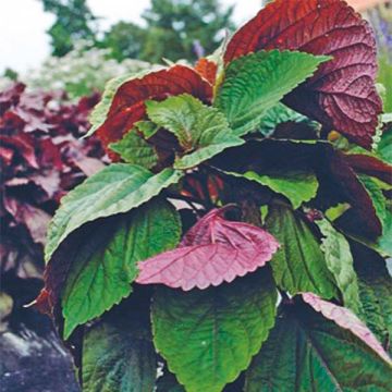 Schwarznessel Vert Shiso (Tia To)