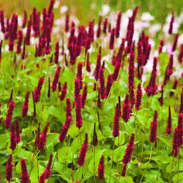 Kerzenknöterich Blackfield - Bistorta amplexicaulis