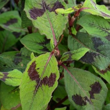 Knöterich Lance Corporal - Persicaria virginiana