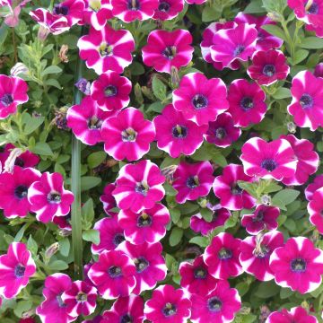 Petunia Bicolor Cabernet