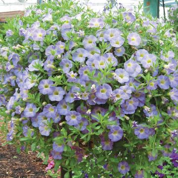 Calibrachoa Million Bells Chiffon Blue - Mini-pétunia