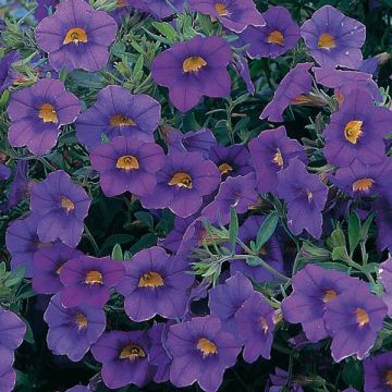 Calibrachoa Million Bells blue star - Mini-pétunia