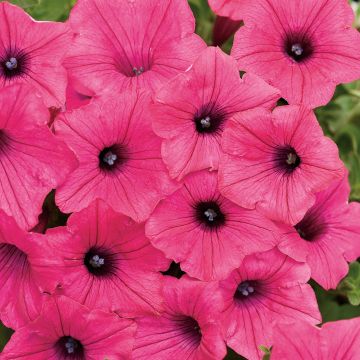 Petunia Supertunia Vista Fuchsia