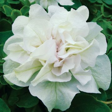 Petunia surfinia Tumbelina Diana