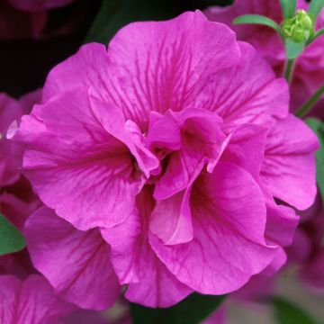 Petunia surfinia Tumbelina Candyfloss