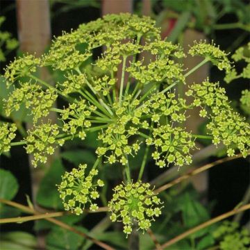 Riesen-Haarstrang - Peucedanum verticillare