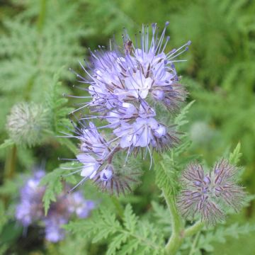 Büschelschön (Grüner Dünger) - Phacelia tanacetifolia