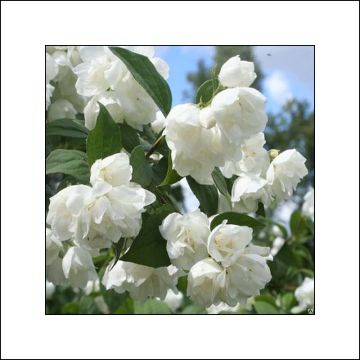 Gefüllter Gartenjasmin Albâtre - Philadelphus virginalis