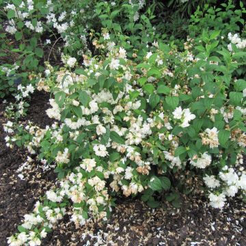 Pfeifenstrauch Snowbelle - Philadelphus