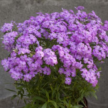 Flammenblume Forever Pink - Phlox