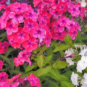 Hohe Flammenblume Septemberglut - Phlox paniculata