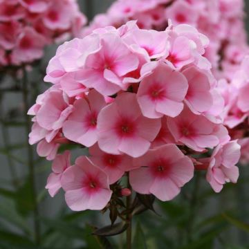 Hohe Flammenblume Rosa Pastel - Phlox paniculata