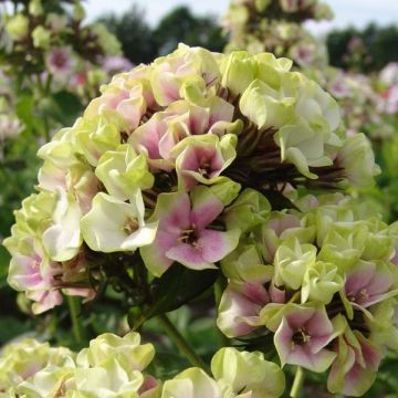 Hohe Flammenblume Sherbet Blend - Phlox paniculata