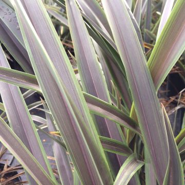 Phormium tenax Chocomint