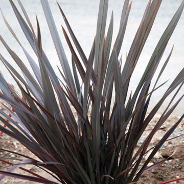 Phormium tenax Dark Delight