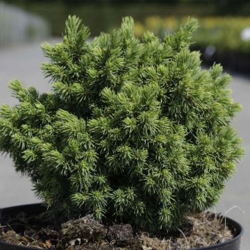 Picea abies Jalako Gold